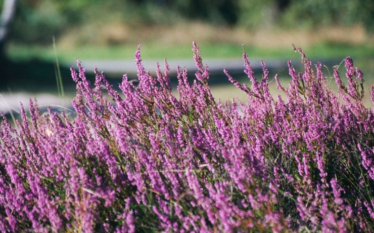 Natuurtuin Utrecht