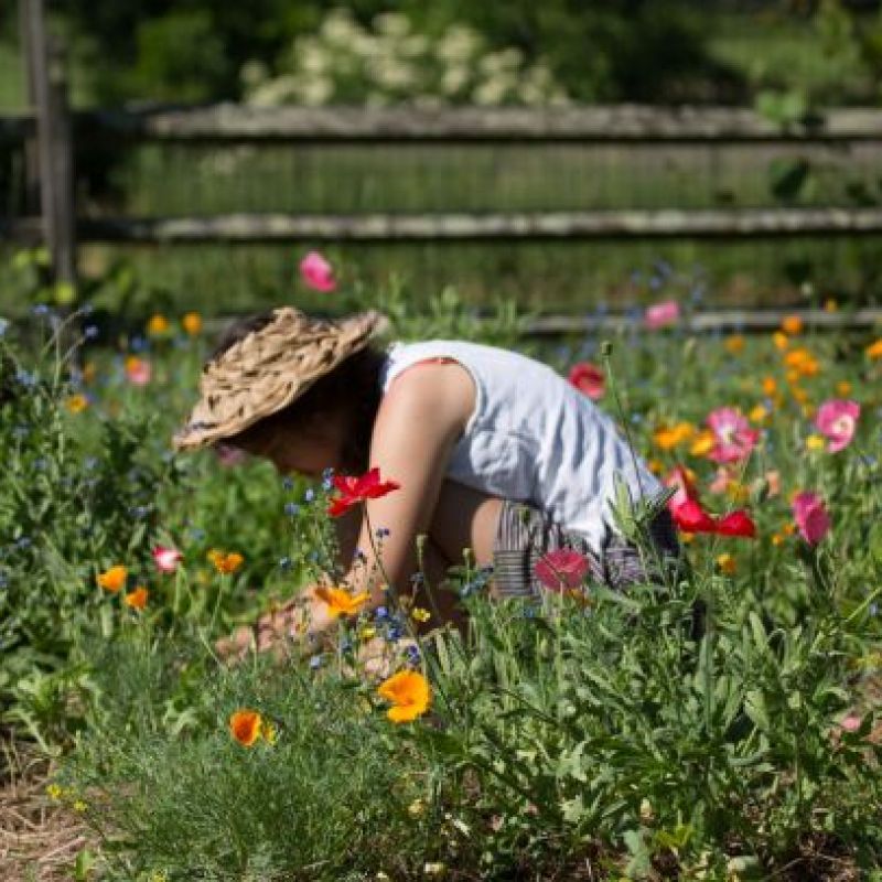 Kweek je eigen wilde bloemen